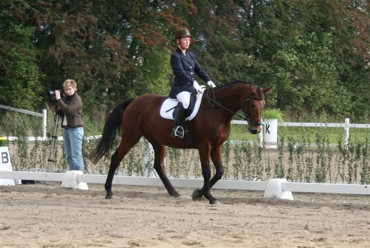 Dansk Varmblod LYKKEHØJS  LUIGI  "SOLGT - stævne i ringsted billede 5