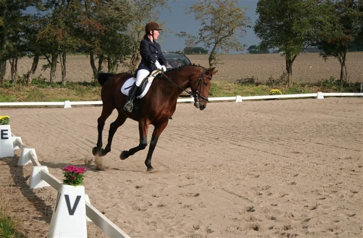 Dansk Varmblod LYKKEHØJS  LUIGI  "SOLGT - stævne i ringsted billede 6