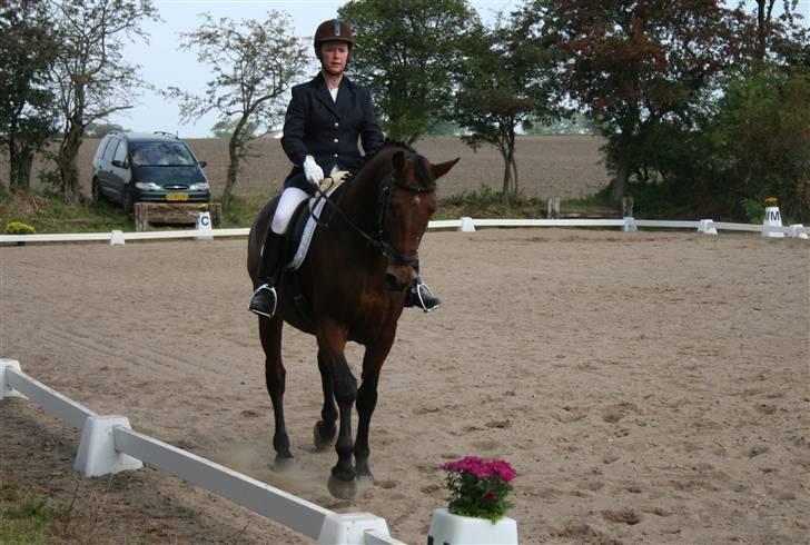 Dansk Varmblod LYKKEHØJS  LUIGI  "SOLGT - stævne i ringsted billede 7