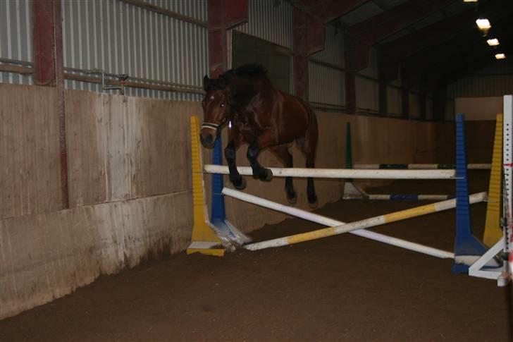 Dansk Varmblod LYKKEHØJS  LUIGI  "SOLGT - Et lille hop på 140 cm billede 8