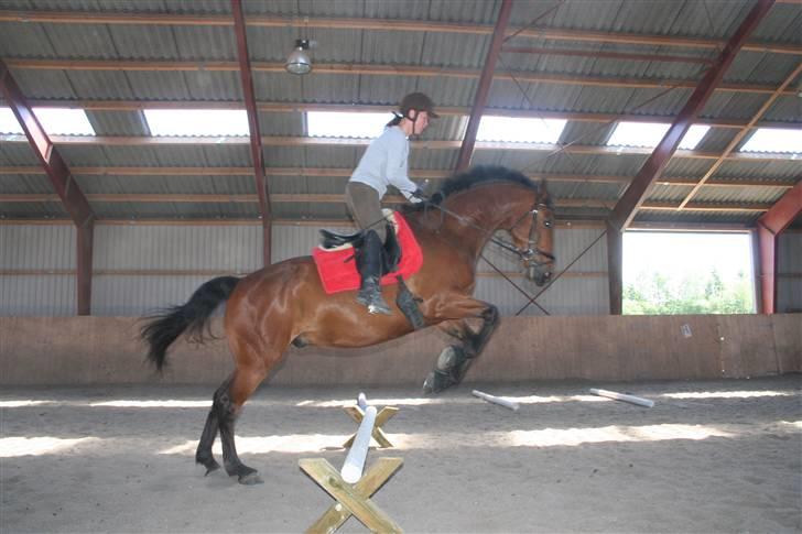 Dansk Varmblod LYKKEHØJS  LUIGI  "SOLGT - uhh tænk hvis det bidder :)   ( 30 cm højt ) foto taget af Nicole 11 år billede 9