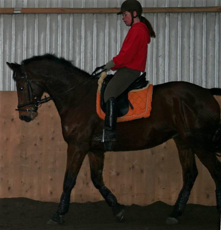 Dansk Varmblod LYKKEHØJS  LUIGI  "SOLGT - taget d 31/12-08 af Nicole billede 10