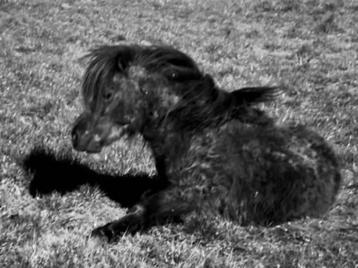 Shetlænder Flipper  - lille flipper :) min lille bølle steg billede 1