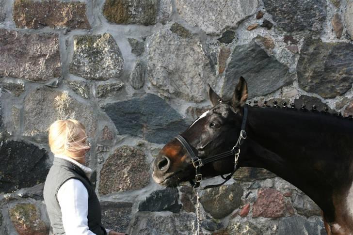 Trakehner Åkildens Verona *RIP - Verona shinet op billede 11