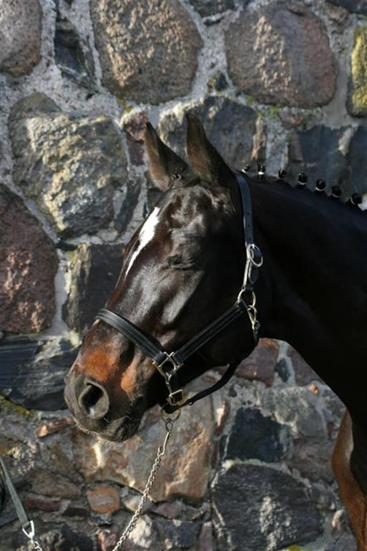 Trakehner Åkildens Verona *RIP - Verona pigen billede 12