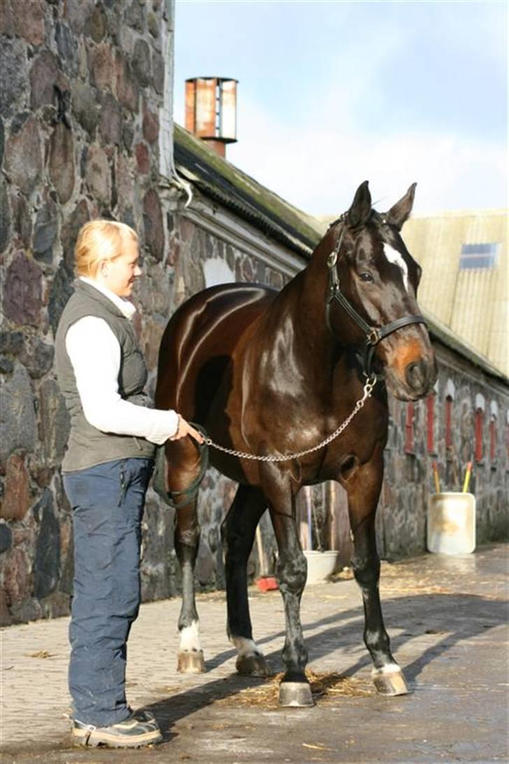 Trakehner Åkildens Verona *RIP billede 13