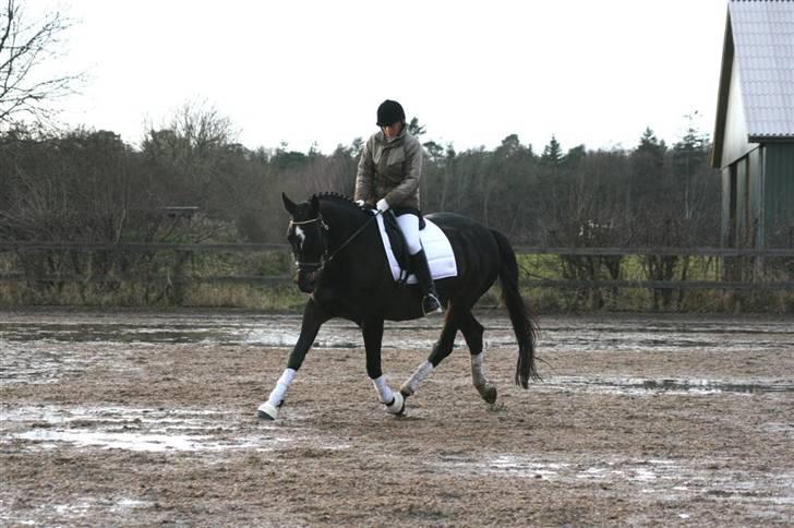 Trakehner Åkildens Verona *RIP - Jule stævne billede 15