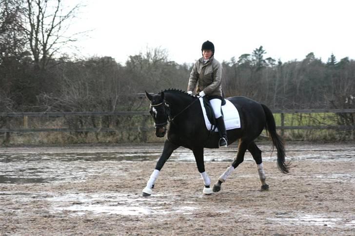 Trakehner Åkildens Verona *RIP billede 16