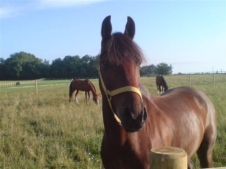 Hollandsk Varmblod Valentino [SOLGT] billede 19