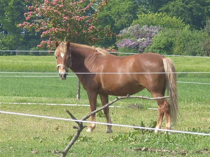 Anden særlig race trunte billede 1