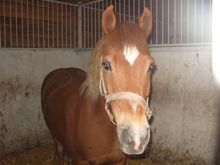 Anden særlig race trunte billede 2