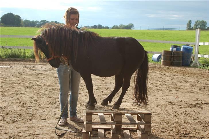 Shetlænder Flipper  - 4 ben på skamlen Foto: Signe Bendsen billede 2