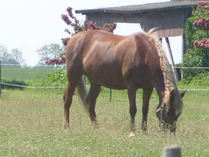 Anden særlig race trunte billede 3