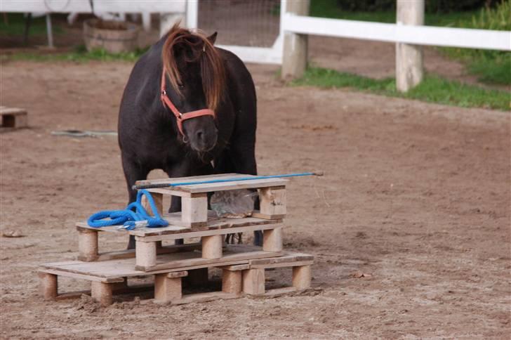 Shetlænder Flipper  - dejlige flipper Foto: Signe Bendsen eller Rikke Eliasen billede 3