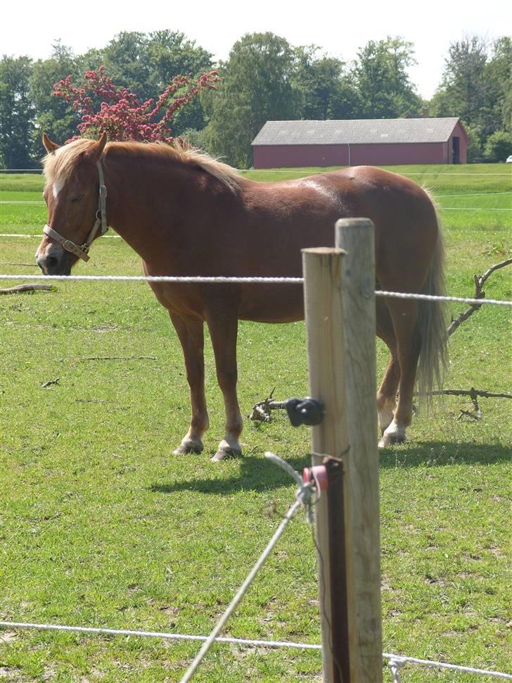 Anden særlig race trunte billede 4