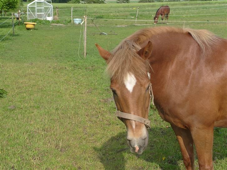 Anden særlig race trunte billede 5