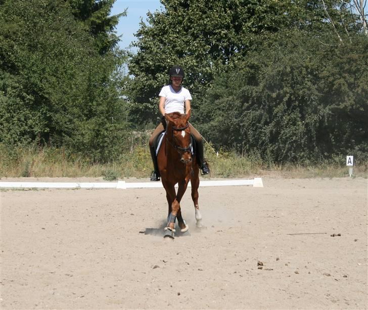 Dansk Varmblod Ounbøl Lehman R.I.P. - Dressur 31 juli 08 billede 14