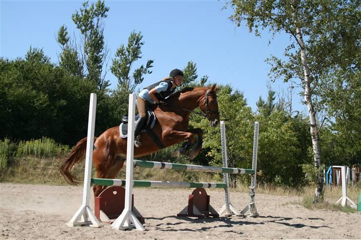 Dansk Varmblod Ounbøl Lehman R.I.P. - Springning 1. august 08 billede 15