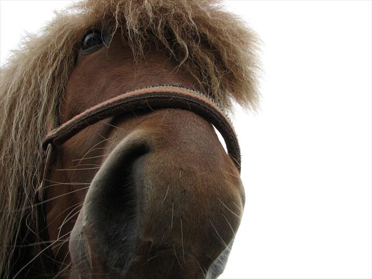 Islænder Saga fra Gl. Rye *Hvil i fred<'3* - 16 # 5-års fødselsdag:')<'3 Foto: AFH 05.05.10 billede 16