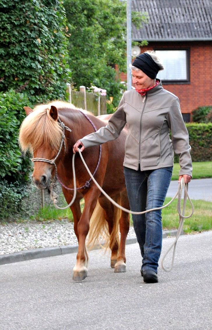 Islænder Saga fra Gl. Rye *Hvil i fred<'3* - 5 # På tur en dejlig sommeraften, det elskede hun virkelig!<3 Foto: AFH 17.07.10 billede 5