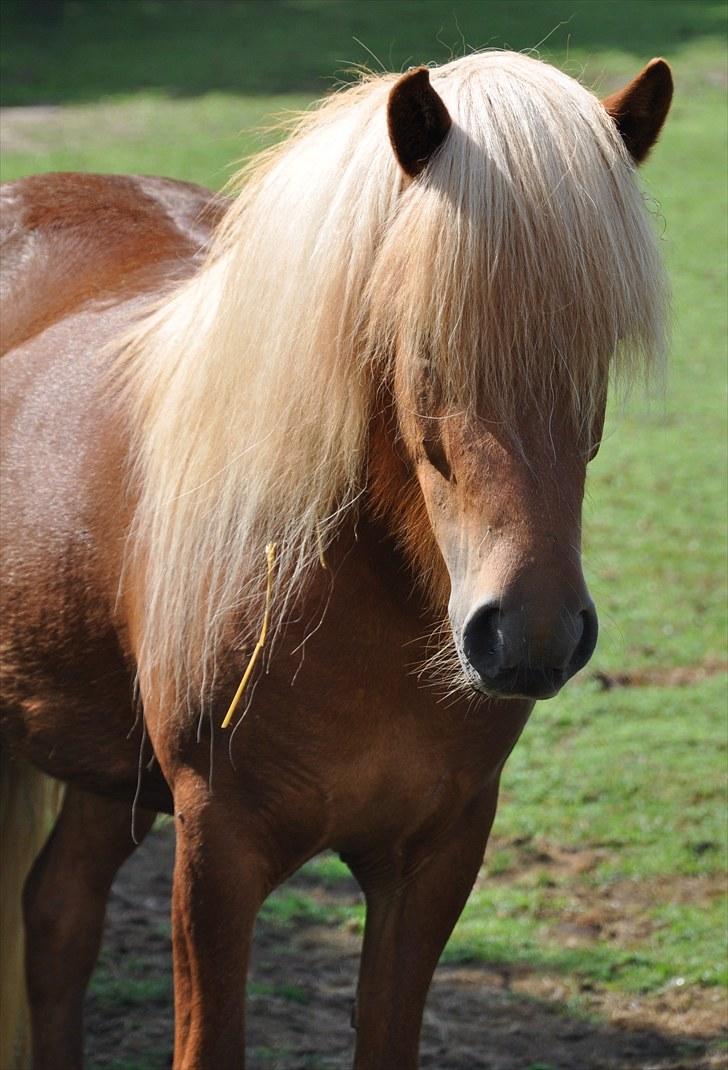 Islænder Saga fra Gl. Rye *Hvil i fred<'3* - 6 # Smukke engel<'3 Foto: AFH 12.08.10 billede 6