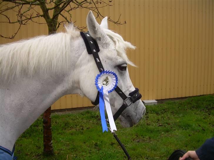 Anden særlig race David (tidl. pony) - Blev nr 2 LA med desværre 4 fejl og red 29,00 sek ( men hvis jeg rev den bom var jeg nr 1) billede 15