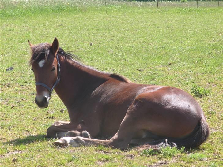 Anden særlig race noller  billede 1