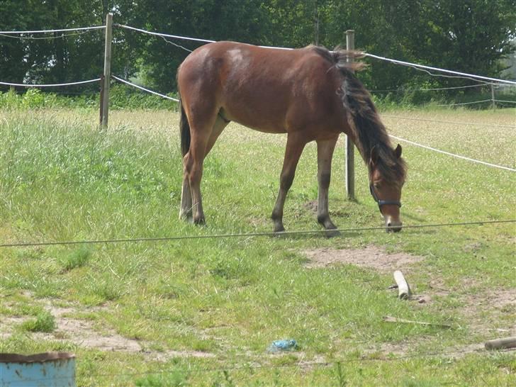 Anden særlig race noller  billede 2