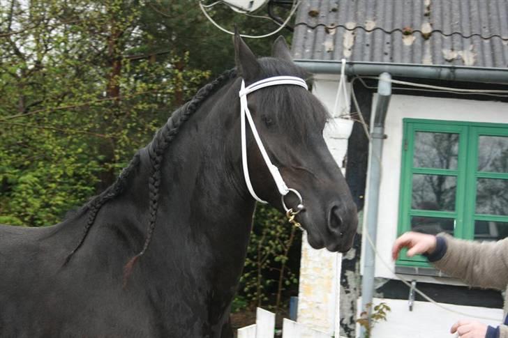 Frieser Karolyne J - 29/4-08: lige smukkeseret... Rund og glad.. (håber snart hun foler!) billede 15