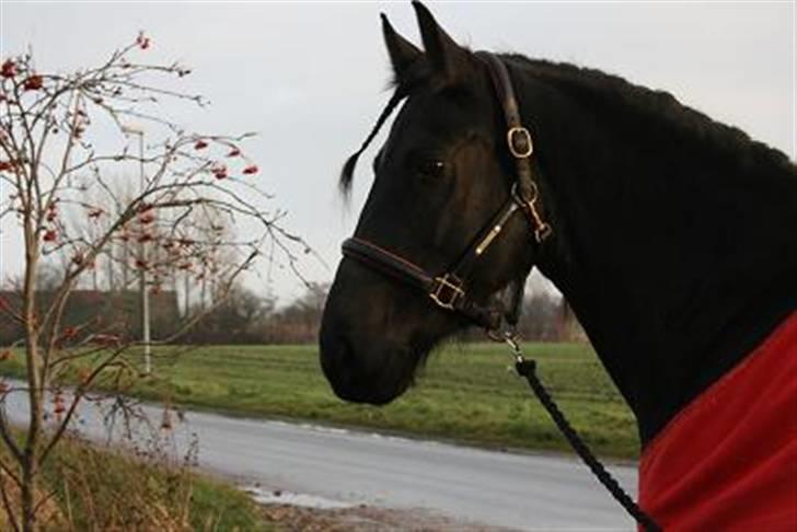 Frieser Karolyne J - 9/12-07: Smukke Karolyne s hoved billede 16
