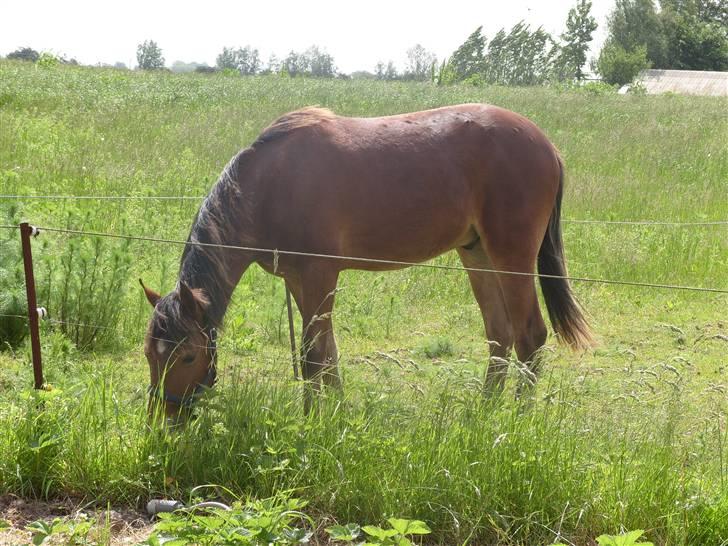Anden særlig race noller  billede 3