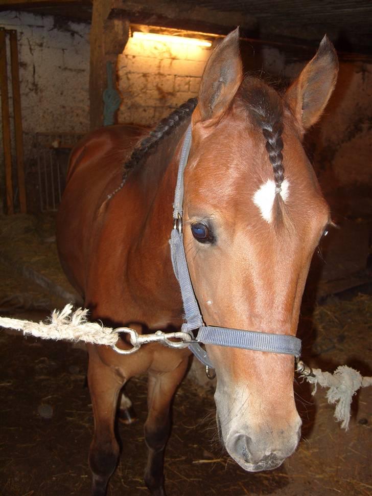 Anden særlig race noller  billede 5