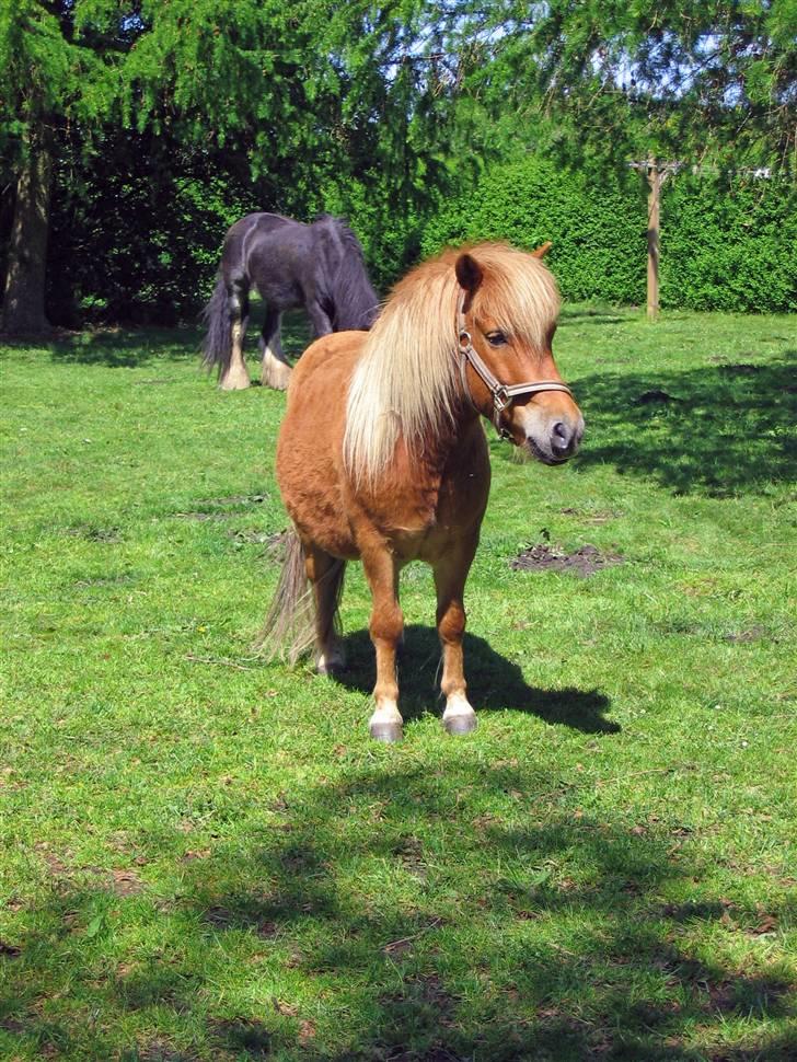 Shetlænder Chopper billede 1