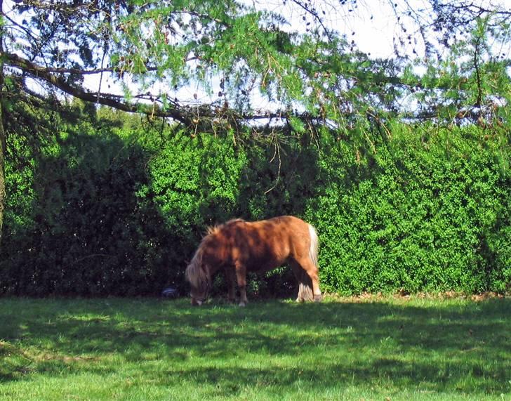 Shetlænder Chopper billede 2