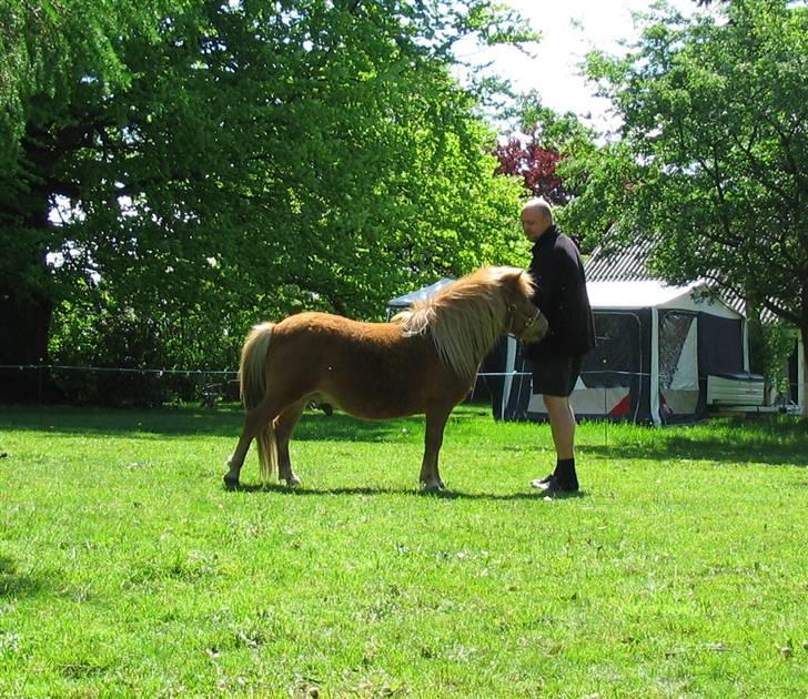 Shetlænder Chopper billede 3