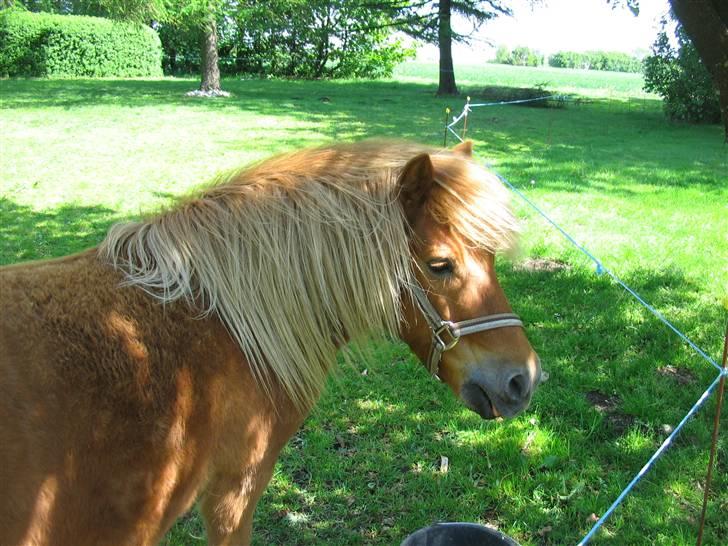 Shetlænder Chopper billede 4