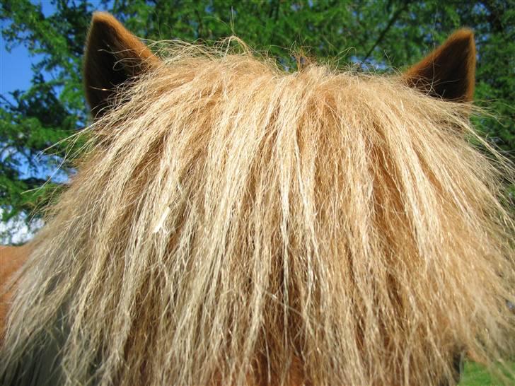 Shetlænder Chopper billede 5