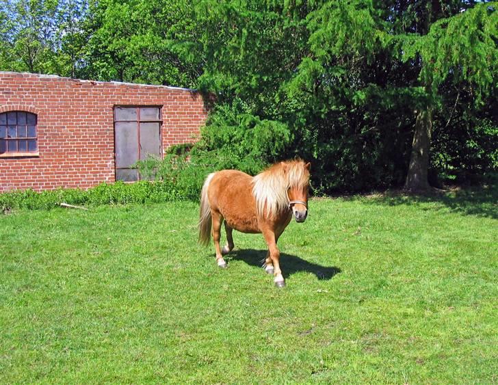 Shetlænder Chopper billede 6