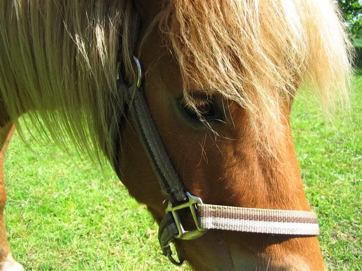 Shetlænder Chopper billede 7