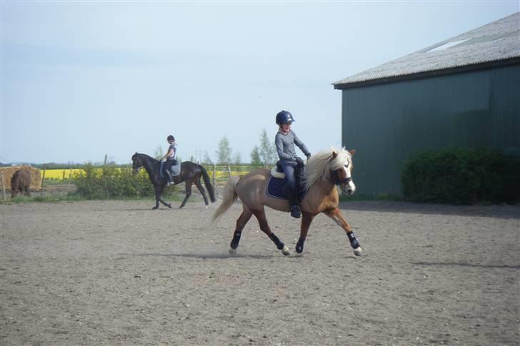 Anden særlig race » Miss Movie Star | SOLGT - Min lille skathe pige i dressur ;D billede 8