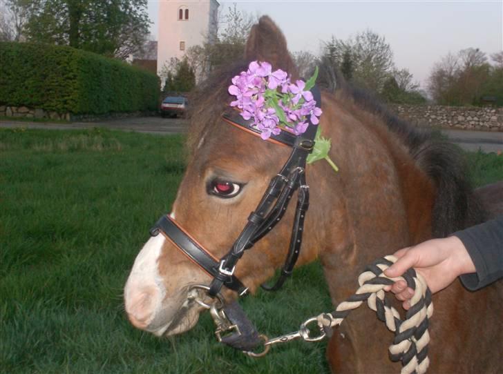 Welsh Pony (sec B) Braveheart * Solgt* - Velkommen til Braveheart´s profil. Lig en kommentar og bedømmelse. Braveheart den dejlige bette dreng ;) billede 1