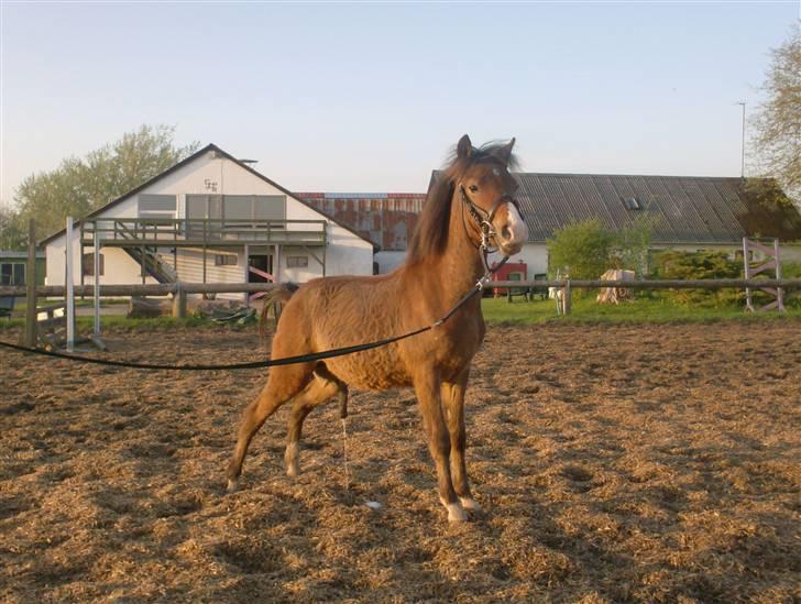 Welsh Pony (sec B) Braveheart * Solgt* - Når man ska, så ska man 8) billede 2