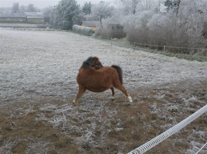 Welsh Pony (sec B) Braveheart * Solgt* - Uha som det da klør :s billede 3