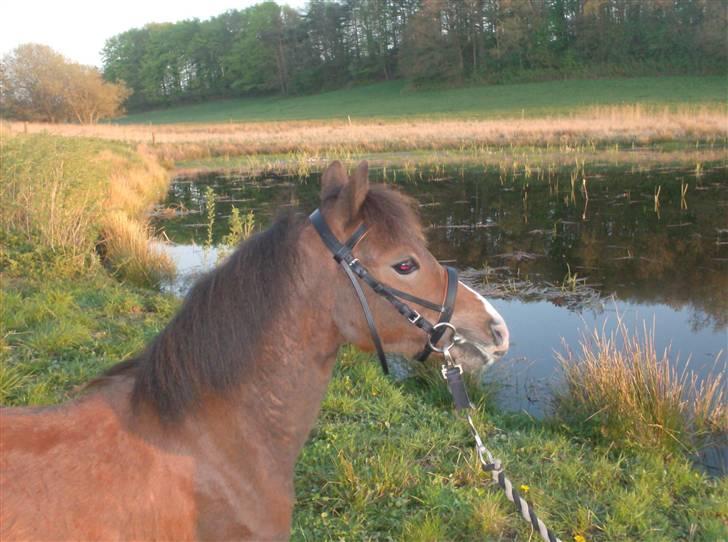 Welsh Pony (sec B) Braveheart * Solgt* - Vi står lige og spejder ud over søen... billede 4