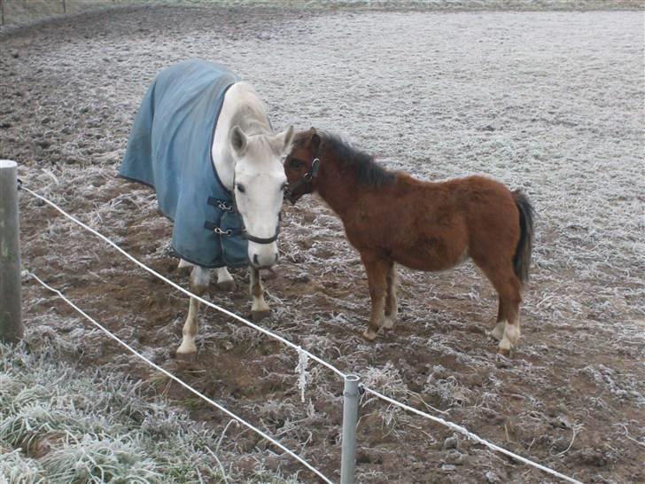 Welsh Pony (sec B) Braveheart * Solgt* - Braveheart nyder Comet´s selvskab, når han ikk driller;) billede 5