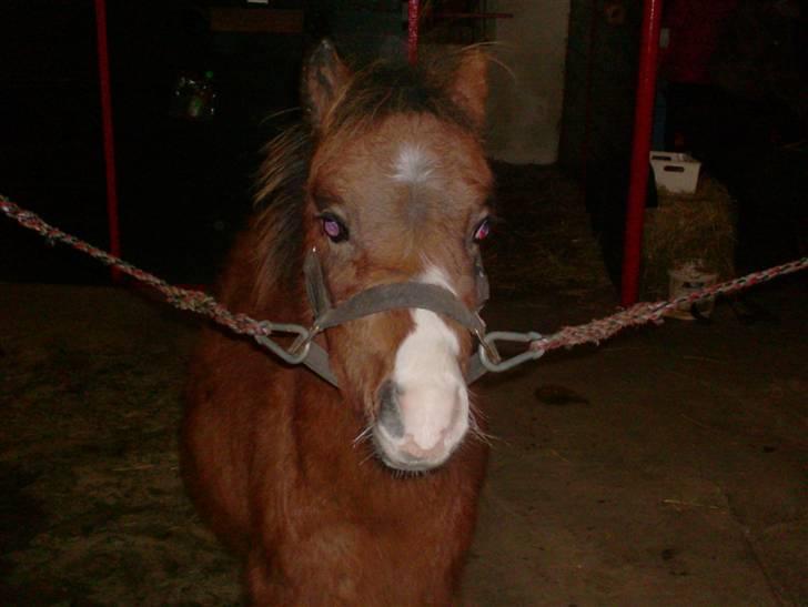 Welsh Pony (sec B) Braveheart * Solgt* - Første dag oppe i stalden. billede 6