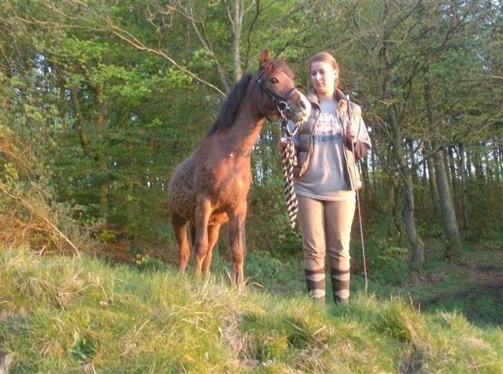 Welsh Pony (sec B) Braveheart * Solgt* - Braveheart har lige bestiget et mini bjerg 8) billede 8