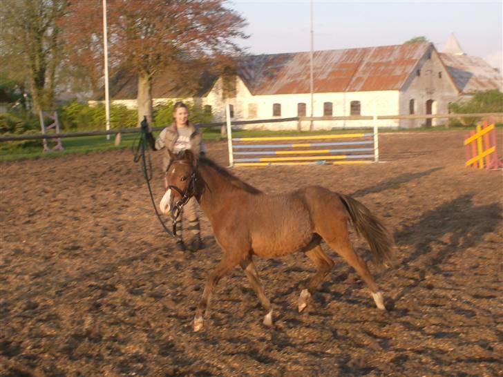 Welsh Pony (sec B) Braveheart * Solgt* billede 9