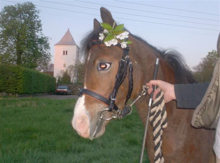 Welsh Pony (sec B) Braveheart * Solgt* - Flower Power dreng ;) billede 10