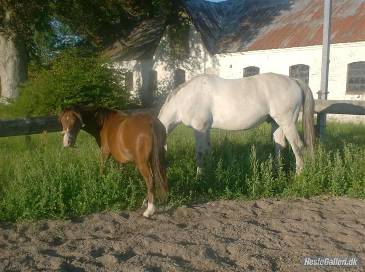 Welsh Pony (sec B) Braveheart * Solgt* - Bette mand og comet på springbanen. billede 11